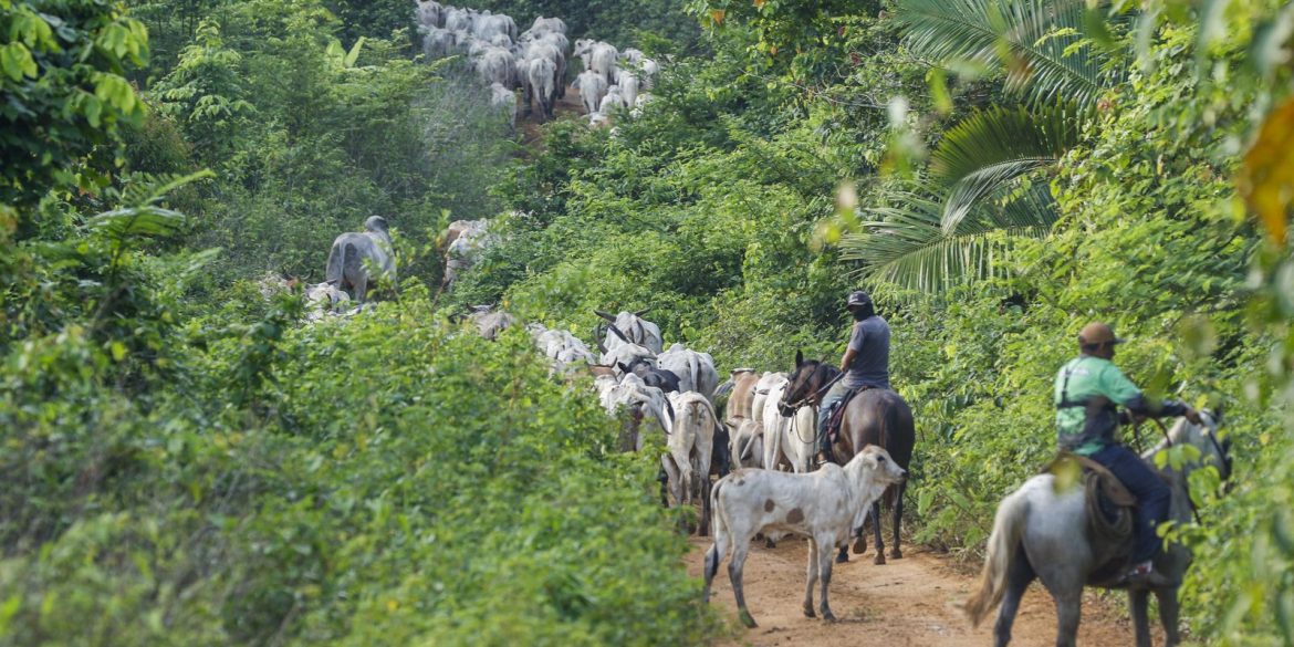 vaqueiro-e-morto-ao-ajudar-a-retirar-gado-invasor-de-area-indigena