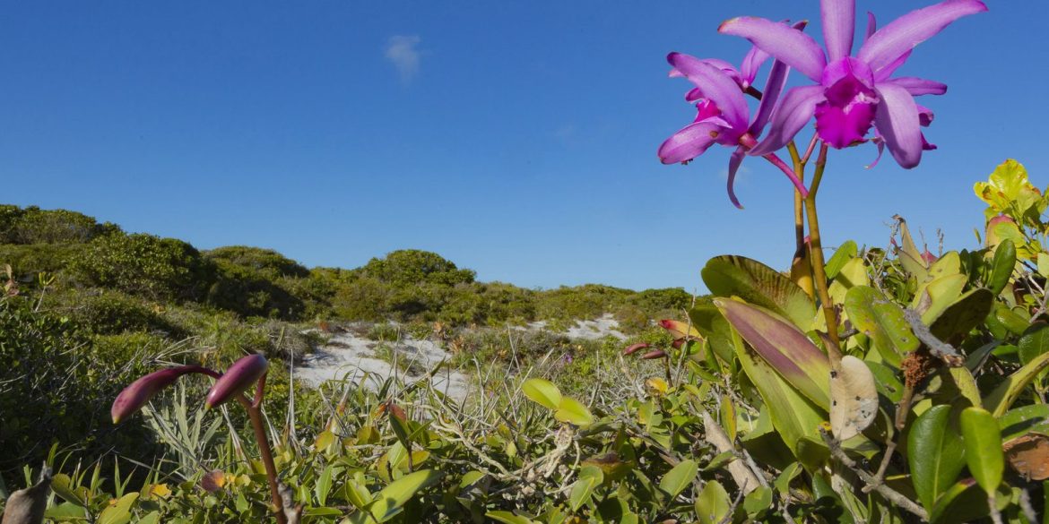 inpe-confirma-reducao-de-desmatamento-na-maioria-dos-biomas-em-2024